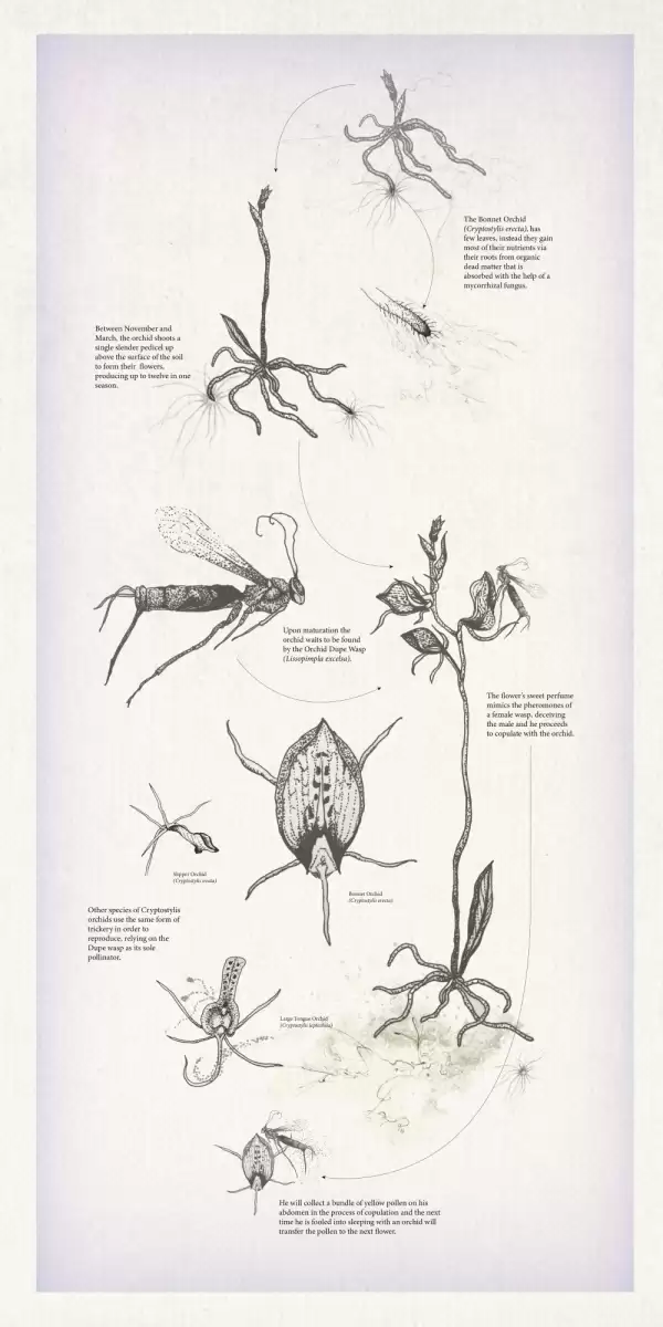 Wood, Fruits and Flowers; the Precious Things of Others thumbnail